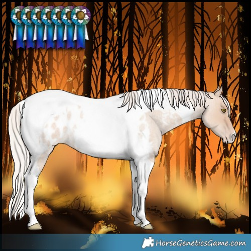 Horse Color:Silver Classic Champagne Roan Dun Tobiano Near Leopard 