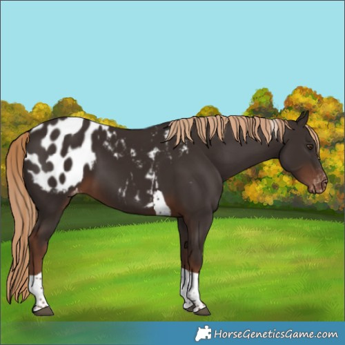 Horse Color:Liver Chestnut Tobiano Blanket