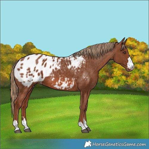 Horse Color:Chestnut Blanket