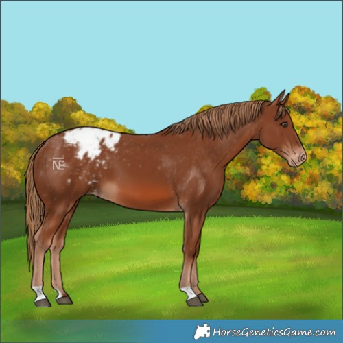 Horse Color:Chestnut Varnish