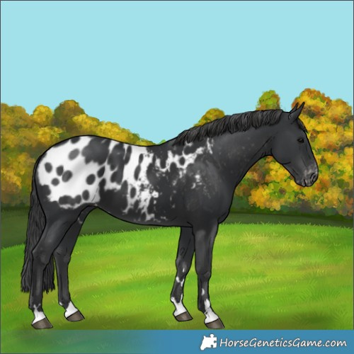 Horse Color:Black Blanket 