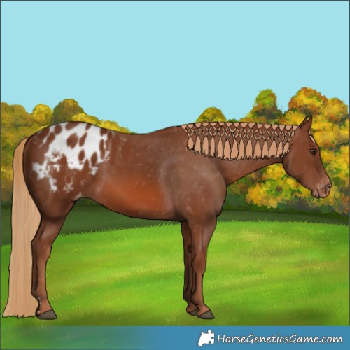 Horse Color:Chestnut Blanket