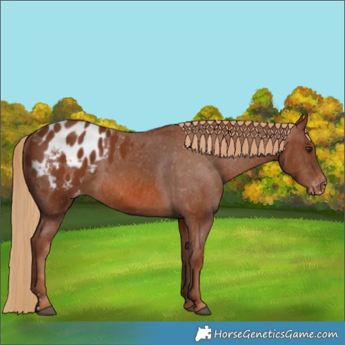 Horse Color:Chestnut Appaloosa