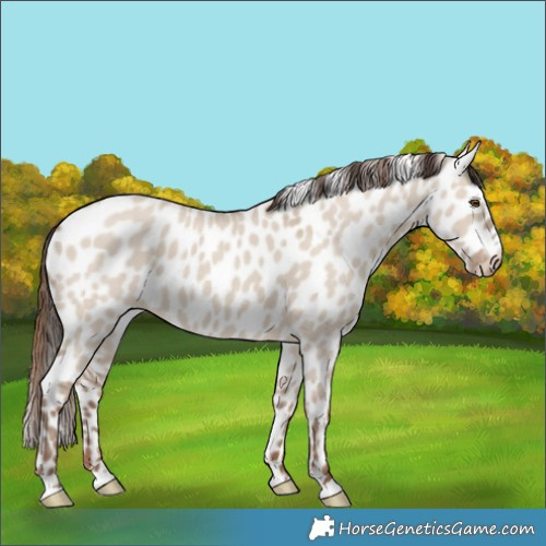 Horse Color:Classic Champagne Dun Appaloosa