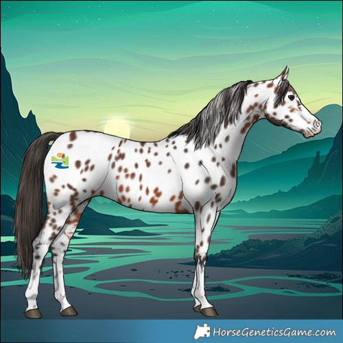 Horse Color:Bay Appaloosa 