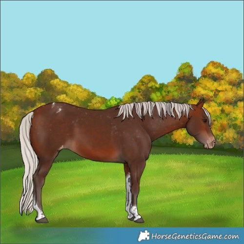 Horse Color:Silver Bay Tobiano Appaloosa 