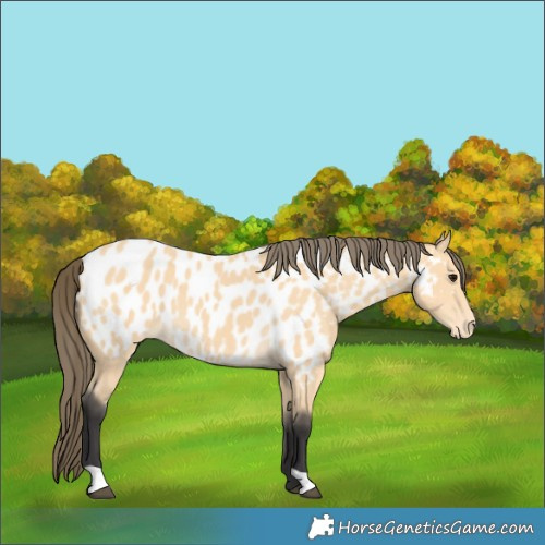 Horse Color:Buckskin Appaloosa 