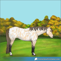 Horse Color:Buckskin Appaloosa