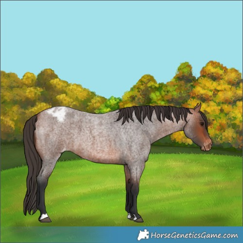 Horse Color:Bay Roan Varnish 