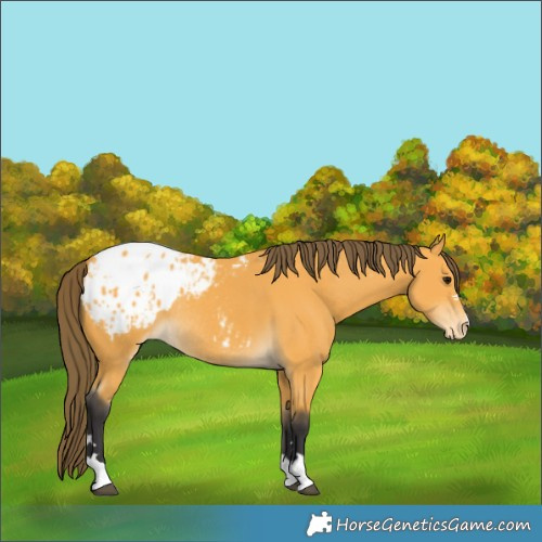 Horse Color:Buckskin Blanket Rabicano