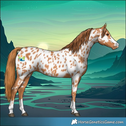 Horse Color:Chestnut Near Leopard 
