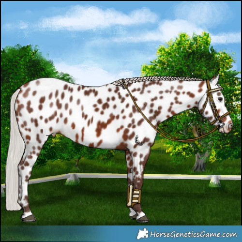 Horse Color:Silver Bay Near Leopard