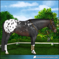 Horse Color:Bay Blanket