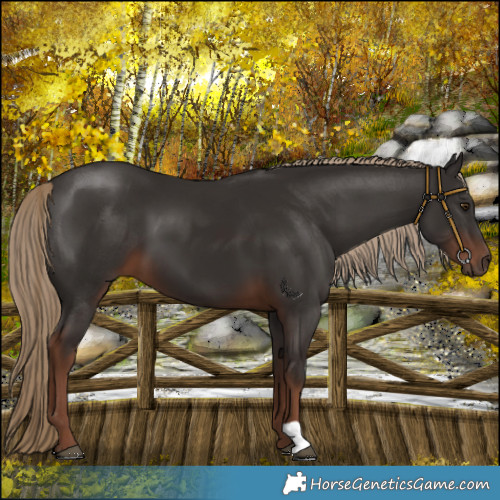 Horse Color:Liver Chestnut 
