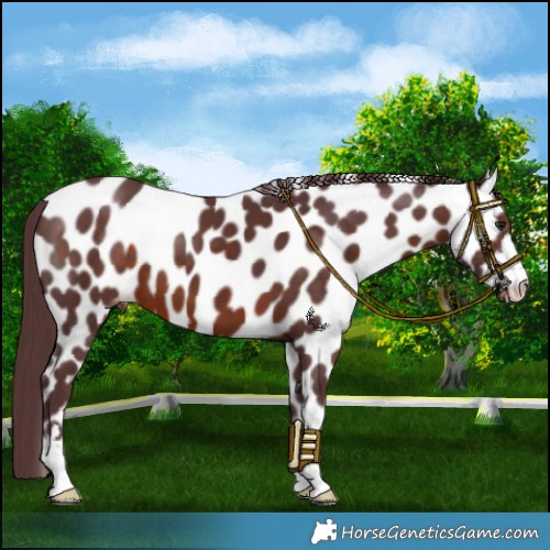 Horse Color:Chocolate Brown Leopard 