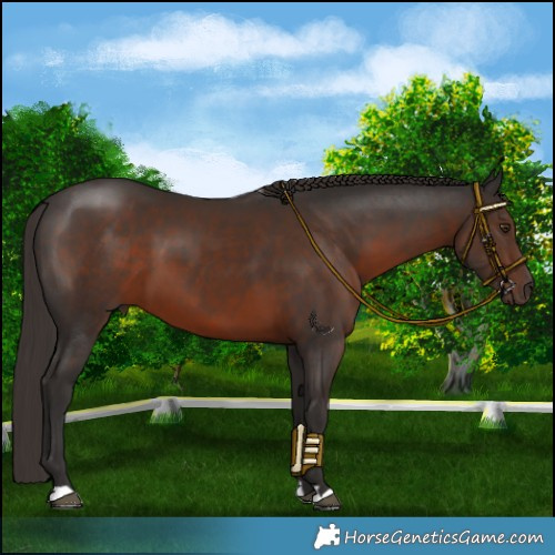 Horse Color:Liver Chestnut 