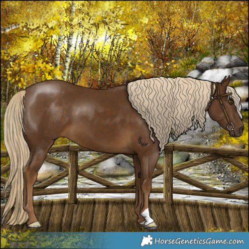 Horse Color:Chocolate Palomino 