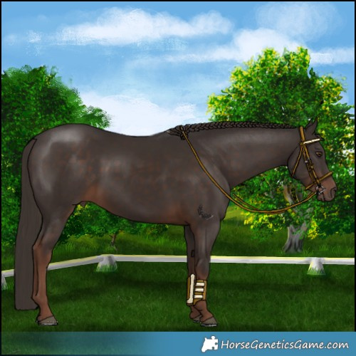 Horse Color:Liver Chestnut