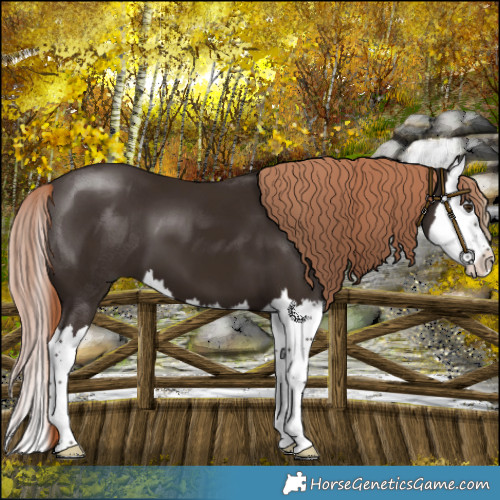Horse Color:White Spotted Liver Chestnut Splash