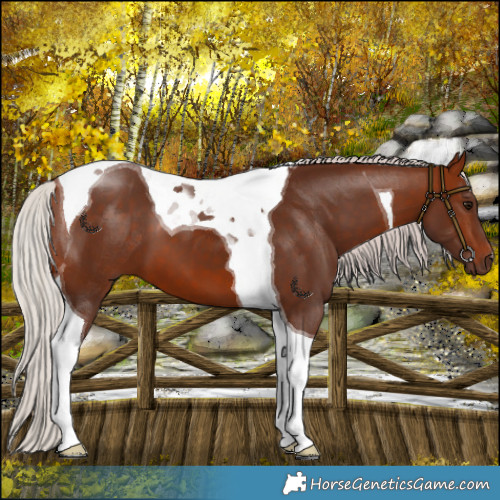 Horse Color:Silver Bay Tobiano 
