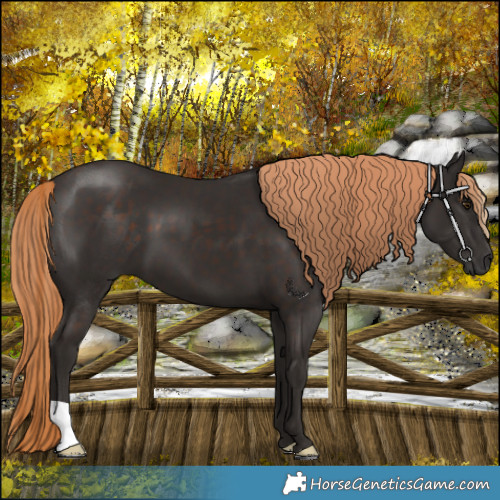 Horse Color:Liver Chestnut
