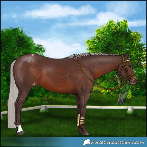 Horse Color:Chocolate Silver Brown Varnish
