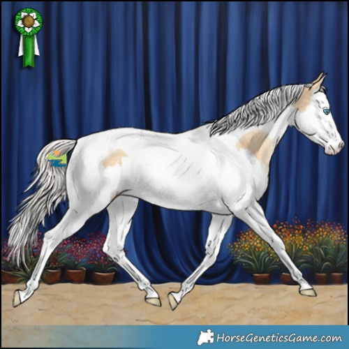 Horse Color:Silver Sable Cream Champagne Dun Splash Tobiano Appaloosa 