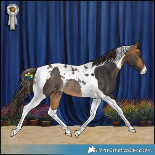 Horse Color:Buckskin Tobiano Appaloosa Rabicano