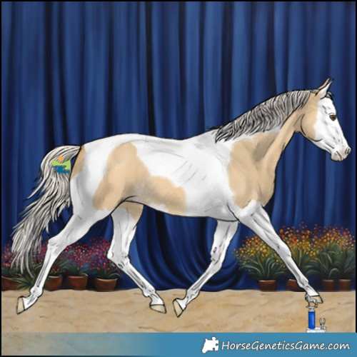 Horse Color:Silver Buckskin Dun Splash Tobiano