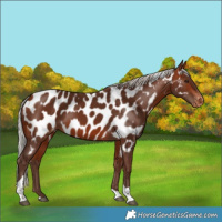 Horse Color:Silver Bay Tobiano Near Leopard