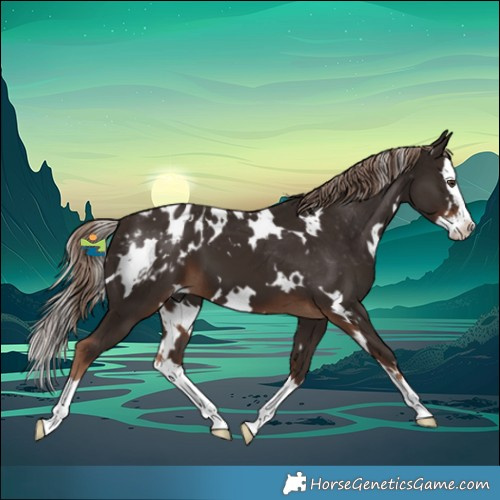 Horse Color:White Spotted Liver Chestnut Splash Appaloosa
