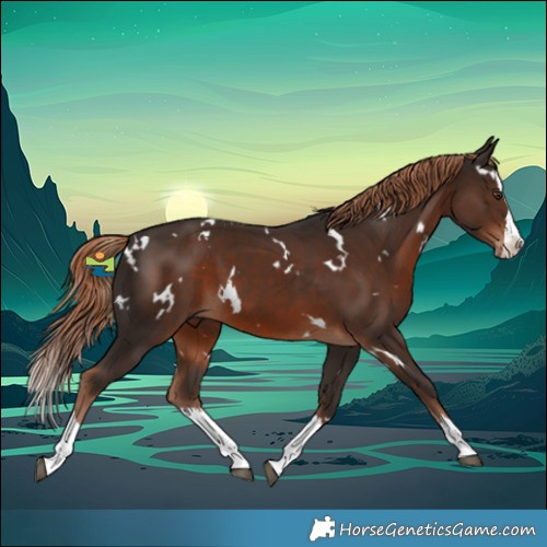 Horse Color:White Spotted Liver Chestnut Splash