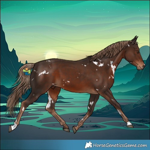 Horse Color:White Spotted Liver Chestnut