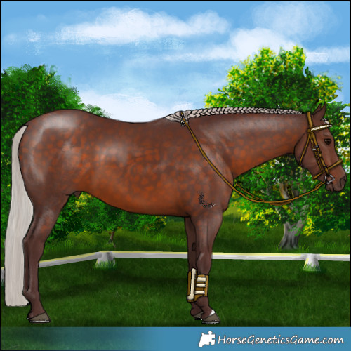 Horse Color:Chocolate Silver Brown