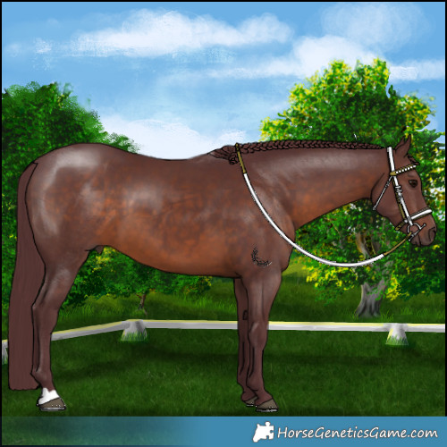 Horse Color:Chocolate Brown