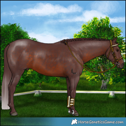 Horse Color:Chocolate Brown 