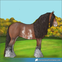 Horse Color:Bay Sabino