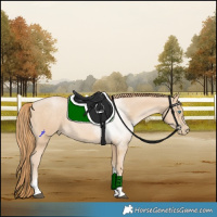 Horse Color:Buckskin Tobiano Rabicano 