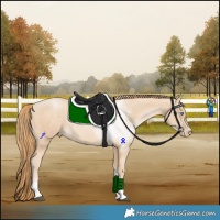 Horse Color:Buckskin Tobiano Rabicano 