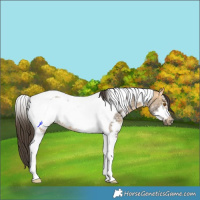 Horse Color:Buckskin Sabino Tobiano Frame 