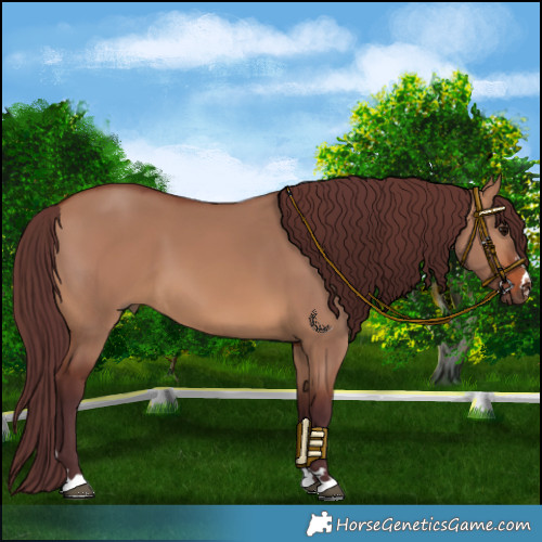Horse Color:Chocolate Brown Dun