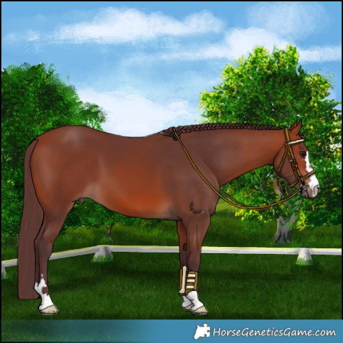 Horse Color:Chocolate Bay