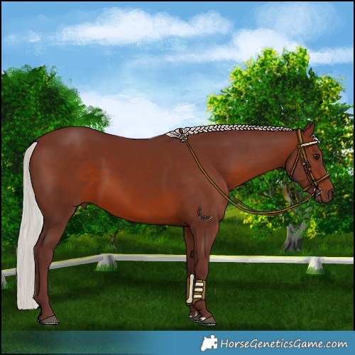 Horse Color:Chocolate Silver Brown