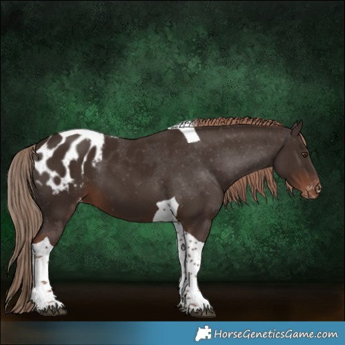 Horse Color:Liver Chestnut Tobiano Blanket 