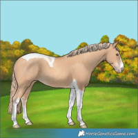 Horse Color:Gold Champagne Tobiano