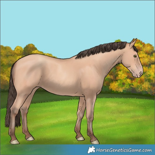 Horse Color:Amber Champagne