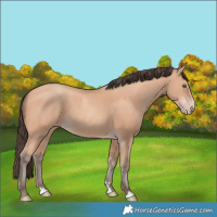 Horse Color:Amber Champagne