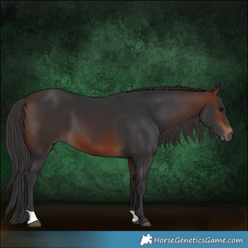 Horse Color:Brown 