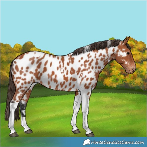 Horse Color:Bay Tobiano Near Leopard 