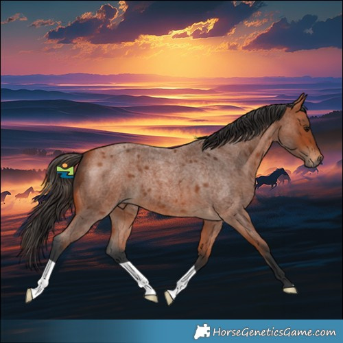 Horse Color:Bay Roan